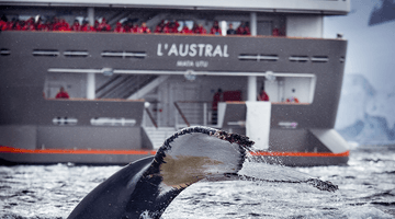 Экспедиционный круиз к Антарктическому полуострову на мега-яхте L'Austral