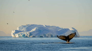 Экспедиционный круиз к Антарктическому полуострову «К берегам Антарктиды» на мега-яхте SH Minerva