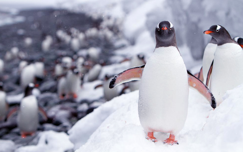 Экспедиционный круиз «Субантарктика и Антарктида с использованием вертолетов» на судне ледового класса Ortelius