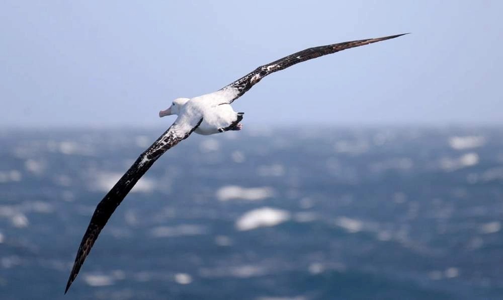 Экспедиционный круиз в Антарктиду «Пересекая полярный круг» на судне Ortelius (16 дней)