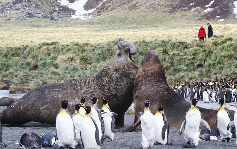Экспедиционный круиз в Антарктику «Фолклендские острова, Южная Георгия и Антарктида» на судне ледового класса Ortelius