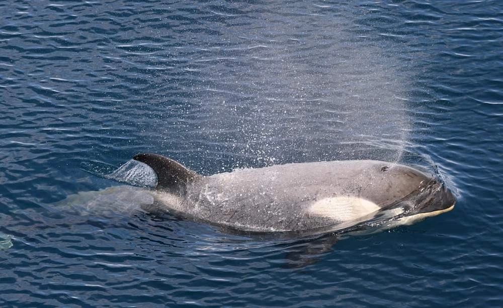 Экспедиционный круиз в Антарктиду «Пересекая полярный круг» на судне Ortelius (16 дней)