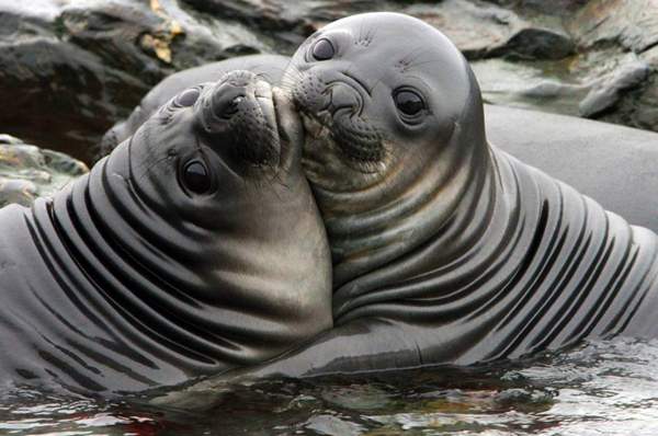 Экспедиционный круиз к Антарктическому полуострову на мега-яхте класса «люкс» Le Lyrial