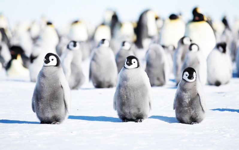 Экспедиционный круиз к Антарктическому полуострову «Активные приключения в Антарктике» на судне Plancius