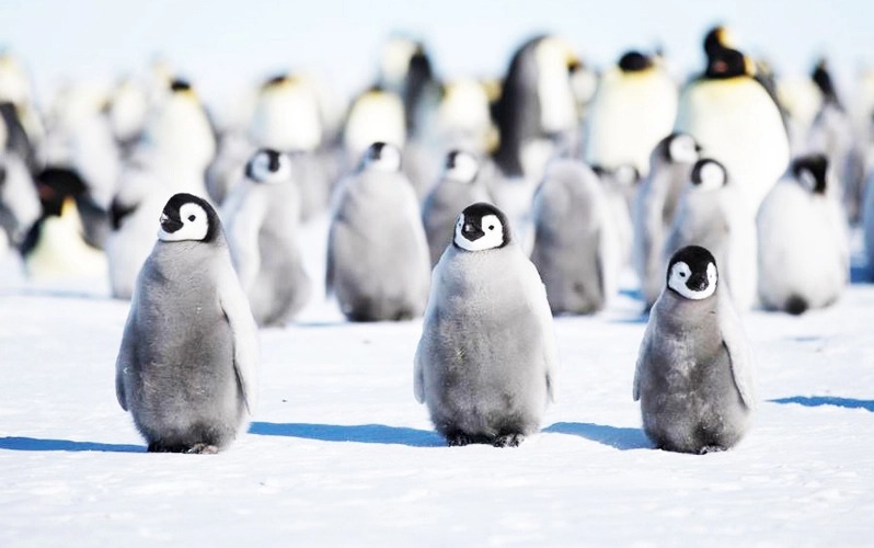 Экспедиционный круиз в Антарктиду «Пересекая полярный круг» на судне Ortelius (16 дней)