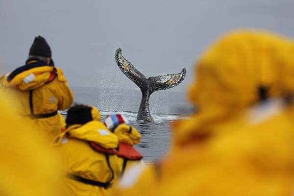 Экспедиционный круиз к Антарктическому полуострову на мега-яхте класса «люкс»  Le Boreal