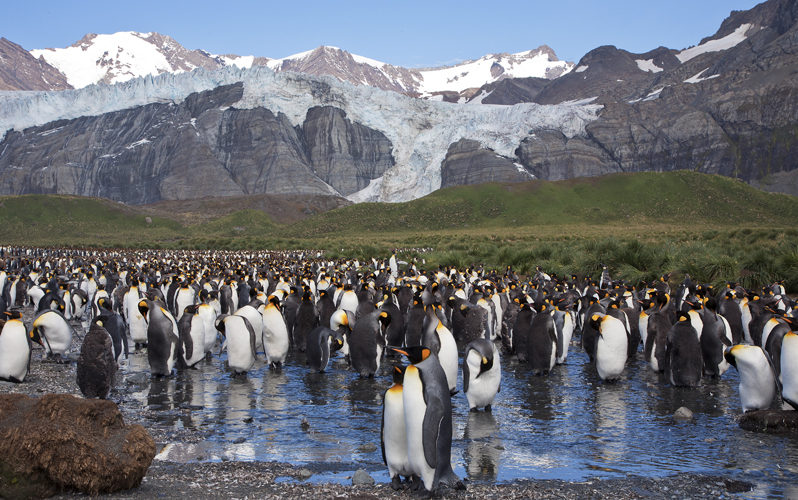 Экспедиционный круиз «Субантарктика и Антарктида с использованием вертолетов» на судне ледового класса Ortelius