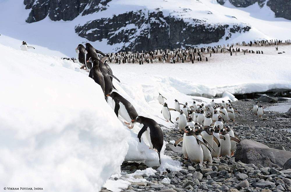 Экспедиционный круиз в Антарктику «Антарктический полуостров, Фолклендские острова, Южная Георгия» на мега-яхте класса «люкс» Le Lyrial