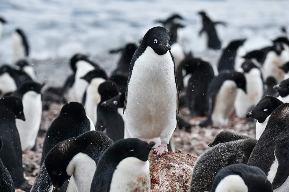 Экспедиционный круиз в Антарктику «Большое Южное путешествие» на мега-яхте класса «люкс» Le Lyrial
