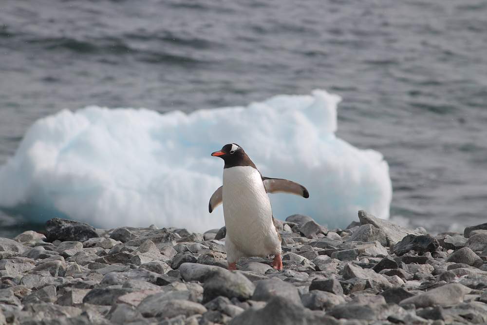Экспедиционный круиз к Антарктическому полуострову на теплоходе ледового класса Plancius