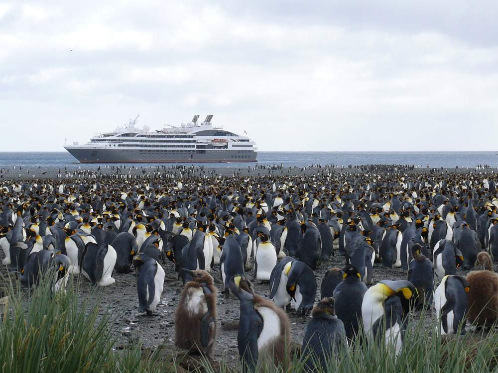 Экспедиционный круиз в Антарктику «Антарктический полуостров, Фолклендские острова, Южная Георгия» на мега-яхте класса «люкс» Le Boreal (реверсный маршрут)