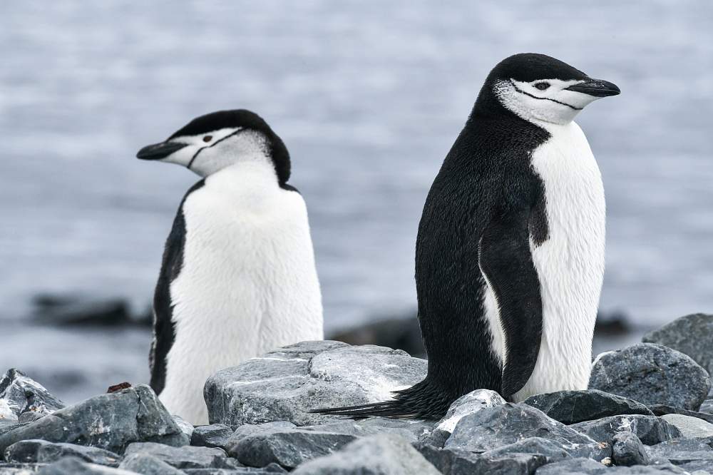 Экспедиционный круиз в Антарктику «Большое Южное путешествие» на мега-яхте класса «люкс» Le Lyrial