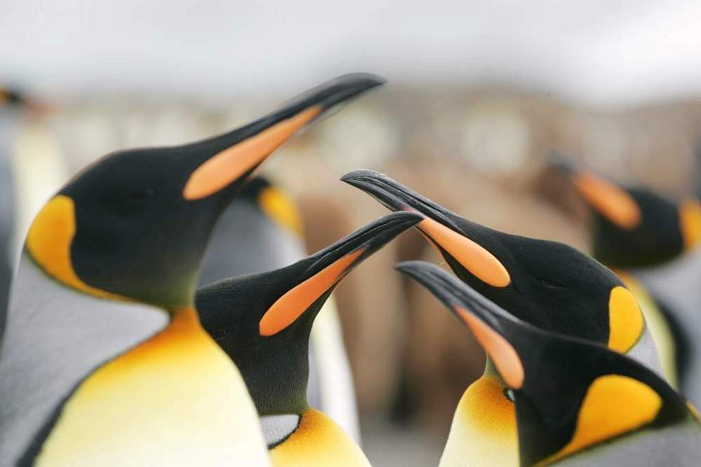 Экспедиционный круиз на Фолклендские острова, Южную Георгию и Антарктический полуостров на борту теплохода Plancius (19 дней)