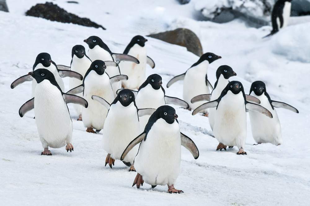 Экспедиционный круиз в Антарктику «Большое Южное путешествие» на мега-яхте класса «люкс» Le Boreal