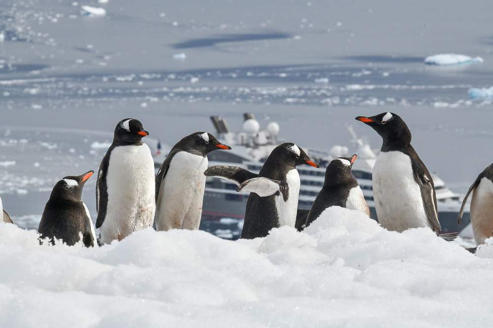 Экспедиционный круиз в Антарктику «Большое Южное путешествие» на мега-яхте класса «люкс» Le Lyrial