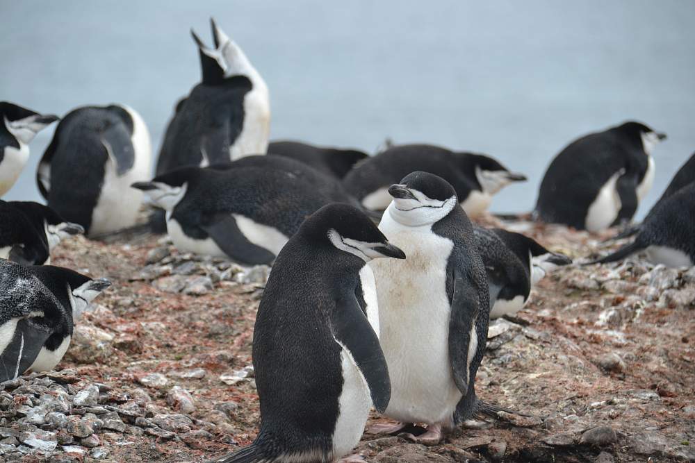 Экспедиционный круиз в Антарктиду на борту теплохода Ocean Nova (с перелетом через пролив Дрейка)