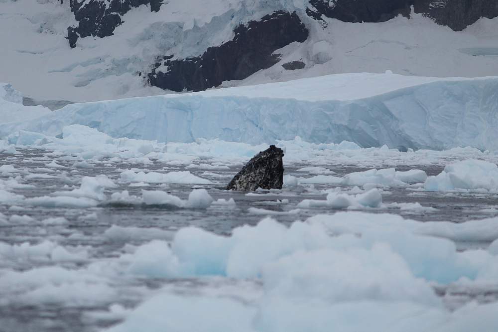 Экспедиционный круиз в Антарктику «Антарктический полуостров, Фолклендские острова, Южная Георгия» на мега-яхте класса «люкс» Le Boreal (реверсный маршрут)