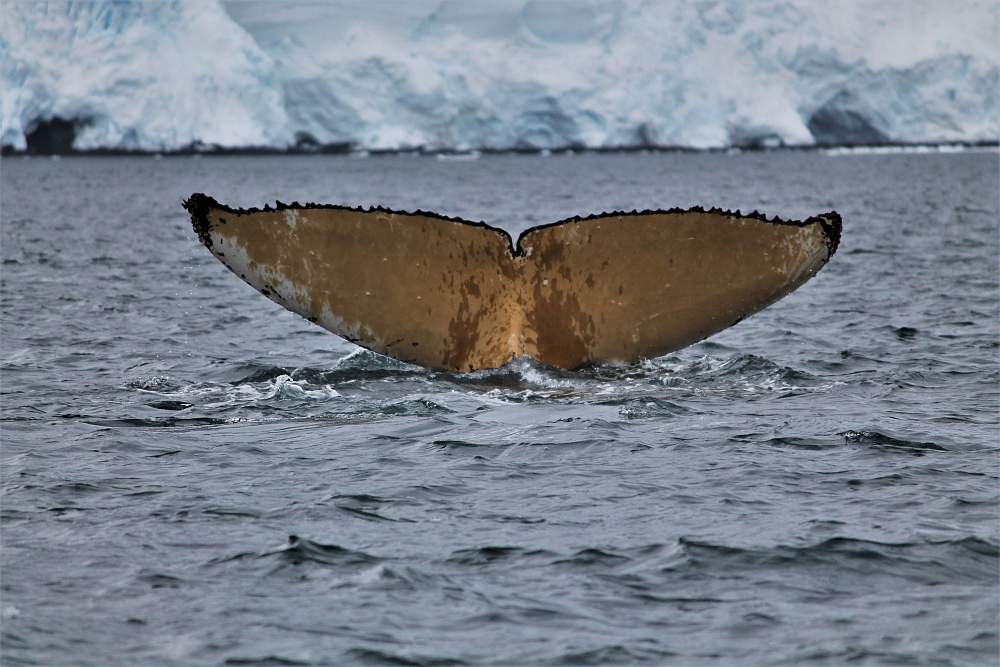 Экспедиционный круиз к Антарктическому полуострову на мега-яхте класса «люкс»  Le Boreal