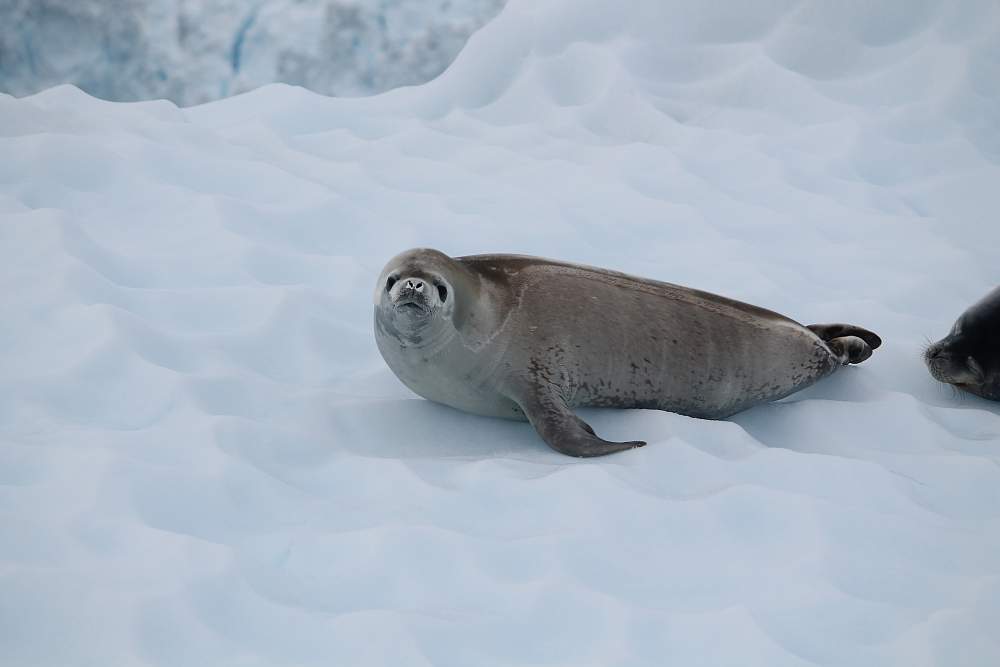 Экспедиционный круиз к Антарктическому полуострову на теплоходе ледового класса Plancius
